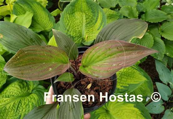 Hosta Bloodline